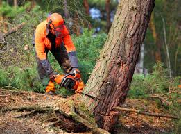 Best Seasonal Cleanup (Spring/Fall)  in Onalaska, WI