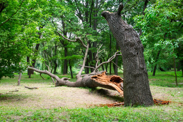 How Our Tree Care Process Works  in  Onalaska, WI