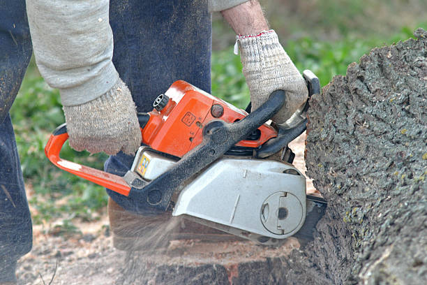 Trusted Onalaska, WI Tree Care Experts